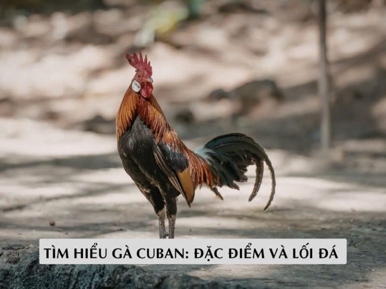 Tìm hiểu gà cu ban đặc điểm và lối đá