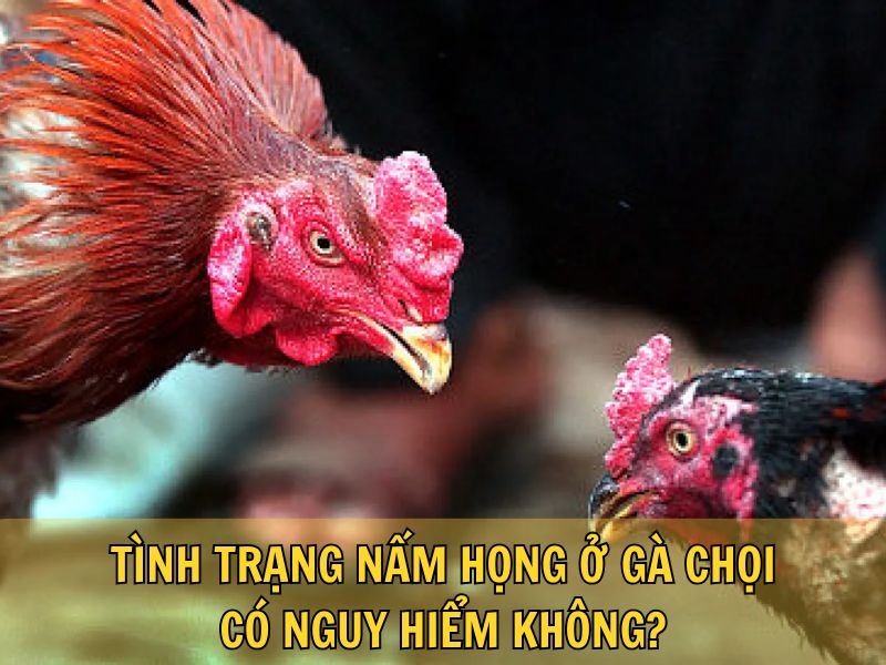 Tình Trạng Nấm Họng Ở Gà Chọi Có Nguy Hiểm Không? Tình Trạng Nấm Họng Ở Gà Chọi Có Nguy Hiểm Không?