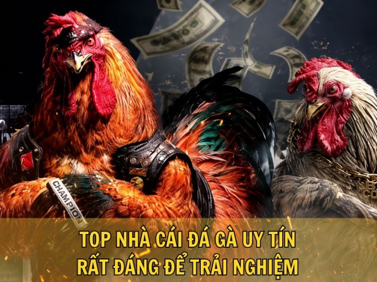 Top Nhà Cái Đá Gà Uy Tín, Rất Đáng Để Trải Nghiệm