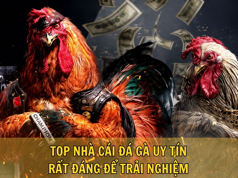 Top Nhà Cái Đá Gà Uy Tín, Rất Đáng Để Trải Nghiệm