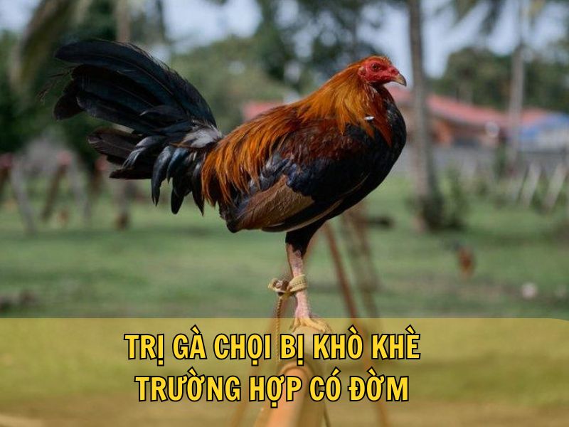 Trị Gà Chọi Bị Khò Khè Trường Hợp Có Đờm Trị Gà Chọi Bị Khò Khè Trường Hợp Có Đờm