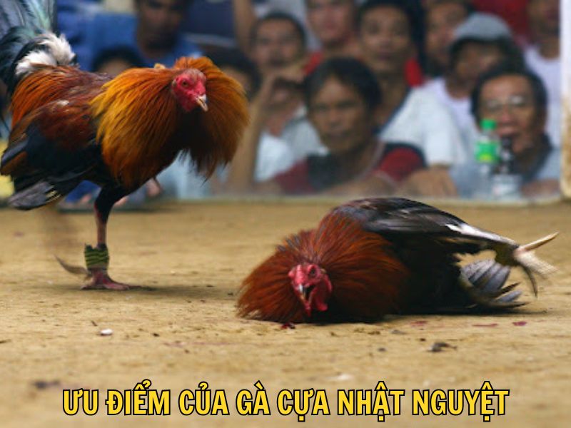 Ưu Điểm Của Gà Cựa Nhật Nguyệt