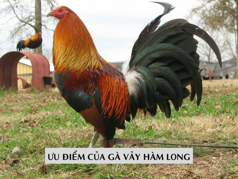 Ưu Điểm Của Gà Sở Hữu Vảy Hàm Long Ưu Điểm Của Gà Sở Hữu Vảy Hàm Long