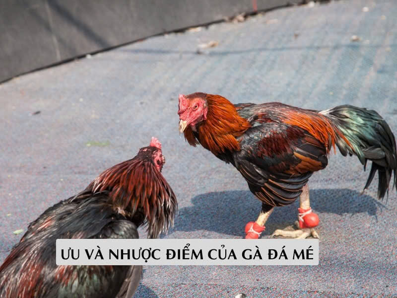 Ưu Và Nhược Điểm Của Gà Đá Mé Ưu Và Nhược Điểm Của Gà Đá Mé