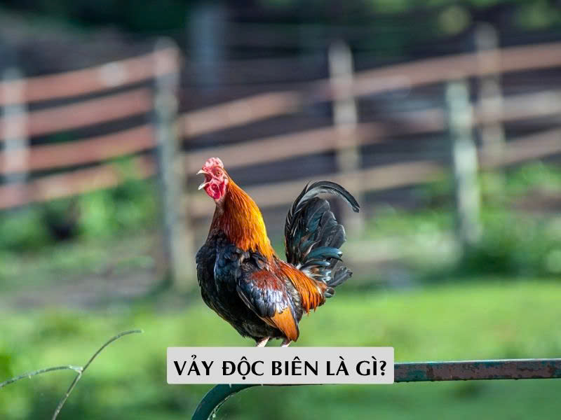 Vảy Độc Biên Là Gì? Dấu Hiệu Nhận Biết Linh Kê Hiếm Gặp