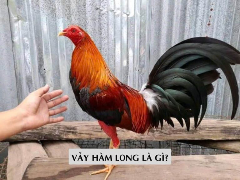 Vảy Hàm Long Là Gì? Dấu Hiệu Nhận Biết Chiến Kê Đẳng Cấp