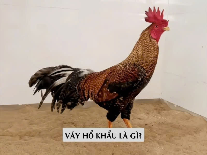 Vảy Hổ Khẩu Là Gì? Vảy Hổ Khẩu Là Gì?