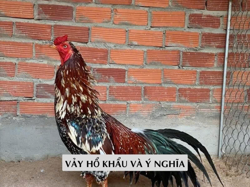 Ý Nghĩa Vảy Hổ Khẩu Trong Giới Gà Đá Ý Nghĩa Vảy Hổ Khẩu Trong Giới Gà Đá