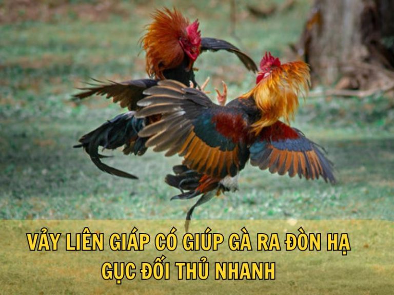 Vảy Liên Giáp Có Giúp Gà Ra Đòn Hạ Gục Đối Thủ Nhanh
