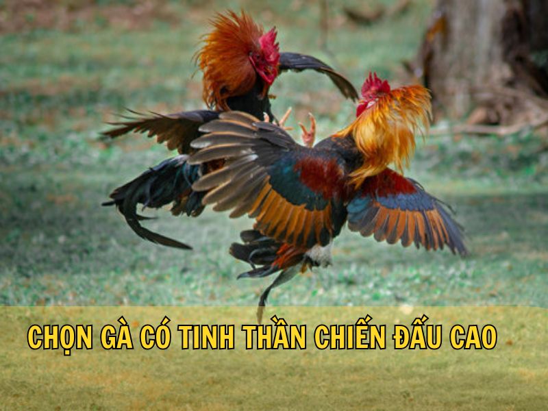 Vị Trí Vảy Liên Giáp Hay Xuất Hiện Vị Trí Vảy Liên Giáp Hay Xuất Hiện