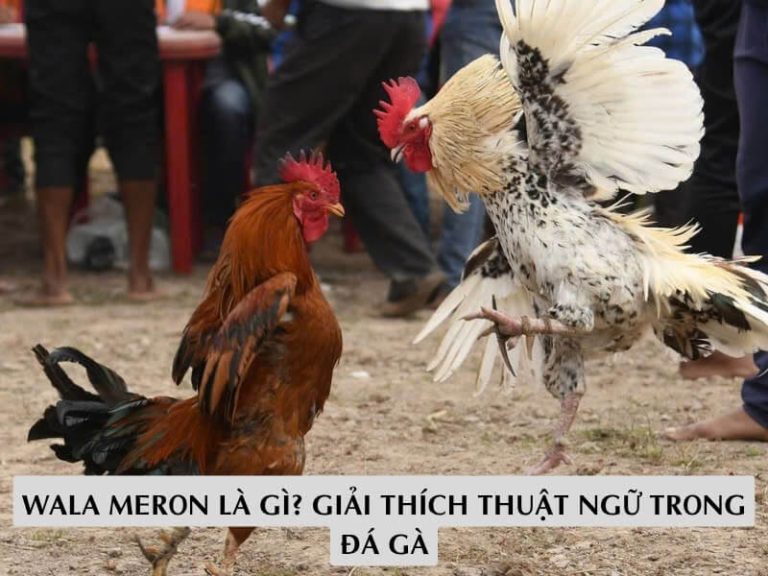 Wala Meron Là Gì? Giải Thích Thuật Ngữ Trong Đá Gà