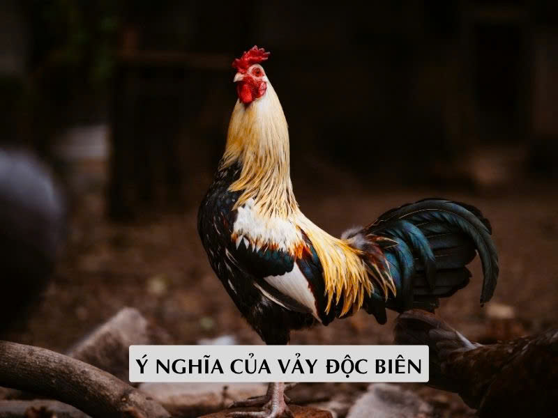 Ý Nghĩa Của Vảy Độc Biên Trong Giới Sư Kê Ý Nghĩa Của Vảy Độc Biên Trong Giới Sư Kê