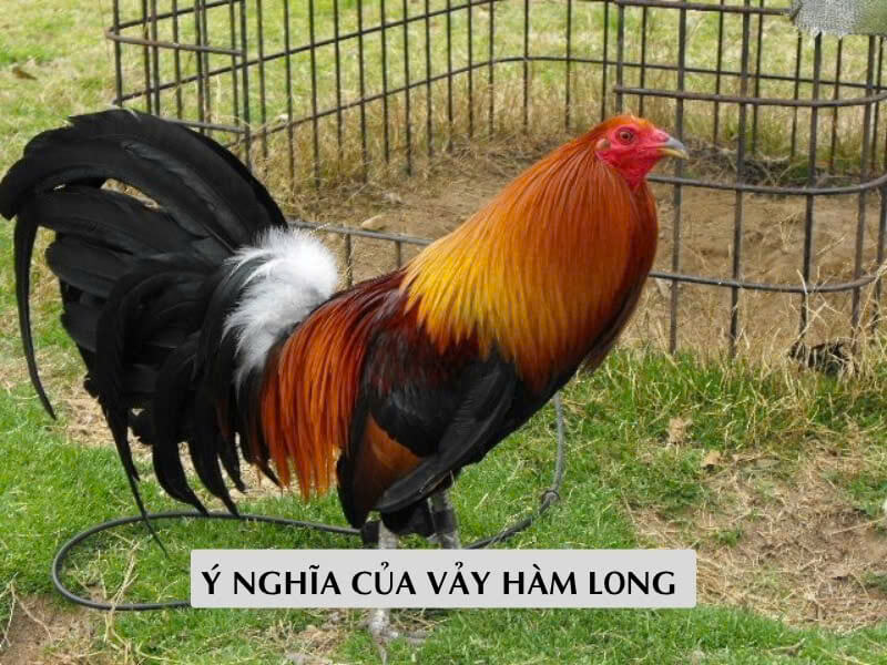 Ý Nghĩa Của Vảy Hàm Long Trong Gà Chọi Ý Nghĩa Của Vảy Hàm Long Trong Gà Chọi