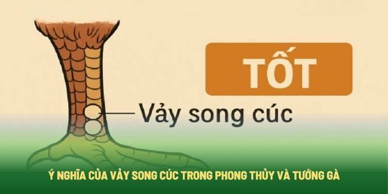 Ý Nghĩa Của Vảy Song Cúc Trong Phong Thủy Và Tướng Gà Ý Nghĩa Của Vảy Song Cúc Trong Phong Thủy Và Tướng Gà